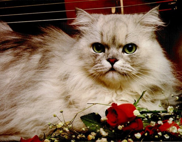 Gatti (302)